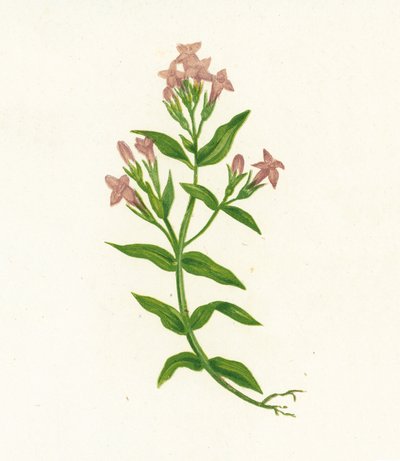 Fältgentiana, Gentiana Campestris av English School